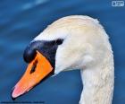 Swan κεφάλι